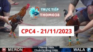 Đá gà CPC4 21-11-2023