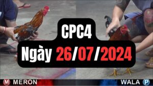 Đá gà CPC4 26-07-2024