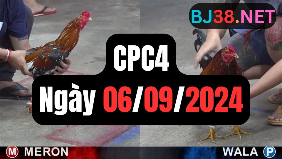 Đá gà CPC4 06-09-2024