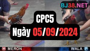 Đá gà CPC5 05-09-2024