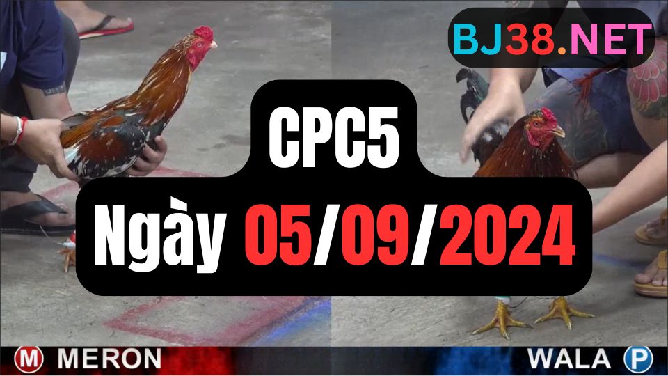 Đá gà CPC5 05-09-2024