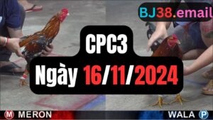 Đá gà CPC3 16-11-2024