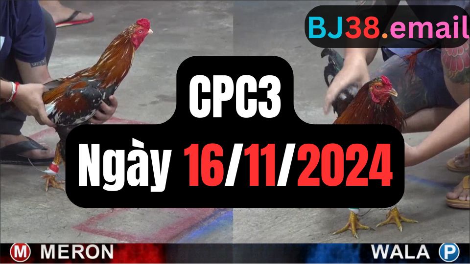 Đá gà CPC3 16-11-2024