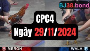 Đá gà CPC4 29-11-2024