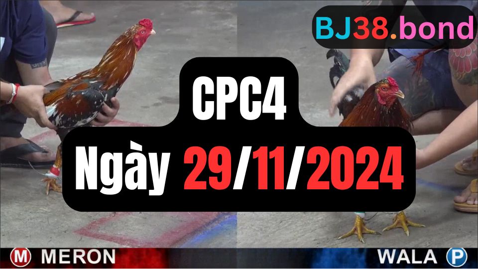 Đá gà CPC4 29-11-2024